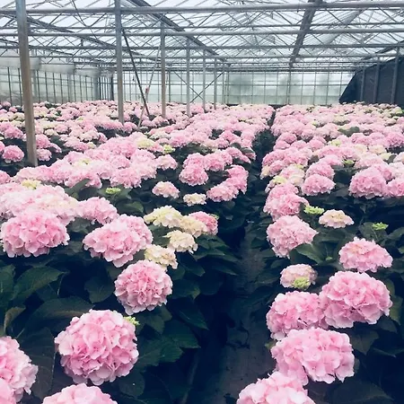 Cozy Tiny House Close To Schiphol Ams Airport 木屋 Rijsenhout