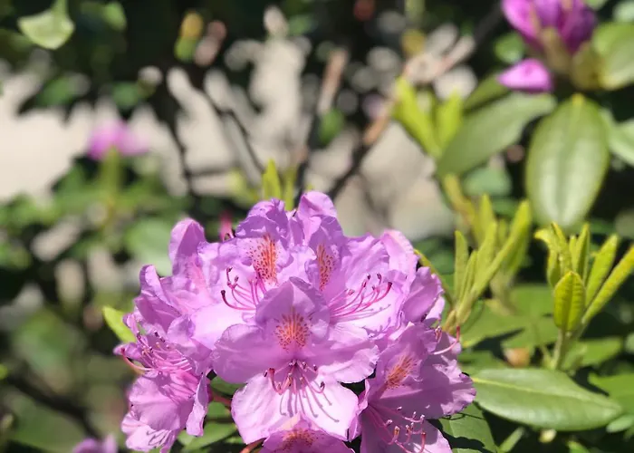 Cozy Tiny House Close To Schiphol Ams Airport Chalet