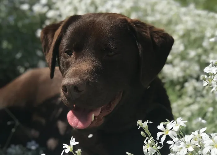 Chalet Cozy Tiny House Close To Schiphol Ams Airport Rijsenhout