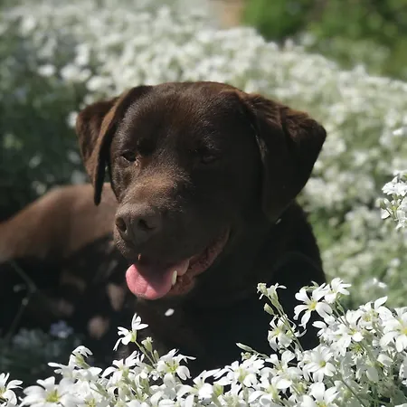 Chalet Cozy Tiny House Close To Schiphol Ams Airport Rijsenhout